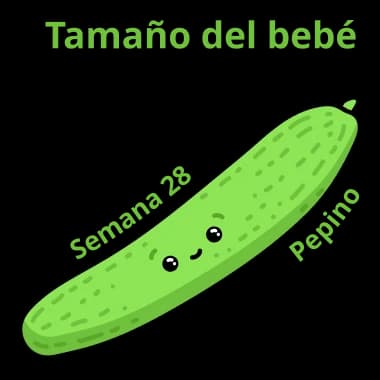 Tamaño del bebé a las 28 semanas: un pepino