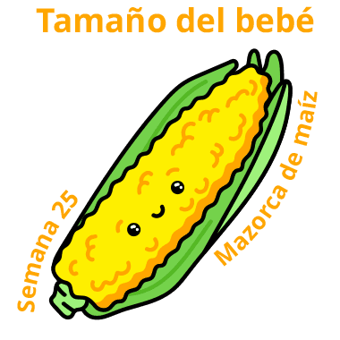 Tamaño del bebé Semana 25 Mazorca de maíz