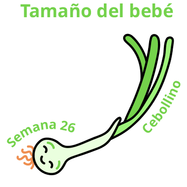 Tamaño del bebé Semana 26 Cebollino
