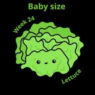 Baby size at 24 weeks lettuce