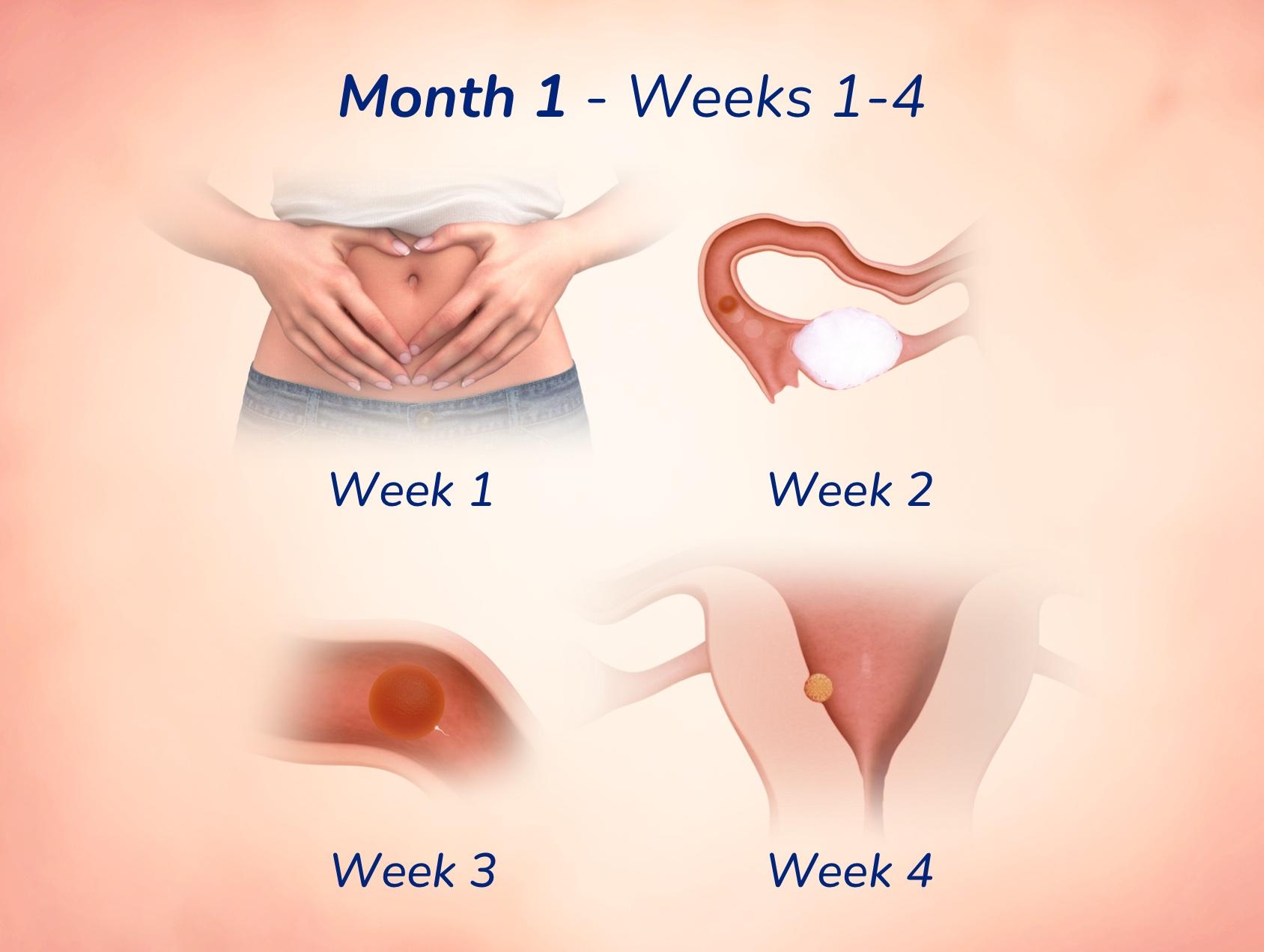 pregnant-articles-secondary-month-1-d.jpg