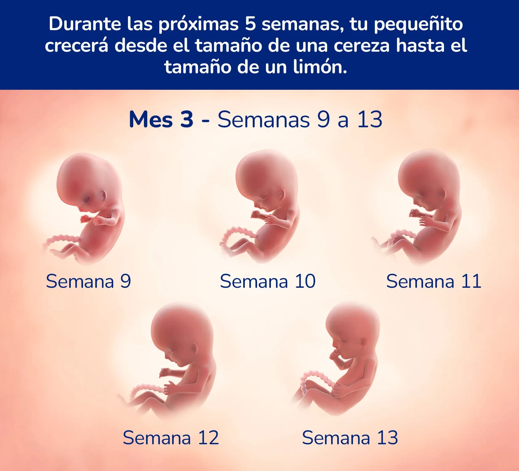 Gráfico titulado Durante las próximas 5 semanas, tu pequeñito crecerá desde el tamaño de una cereza hasta el tamaño de un limón que muestra al bebé creciendo de 9 a 13 semanas.
