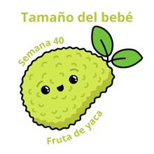 Tamaño del bebé a las 40 semanas