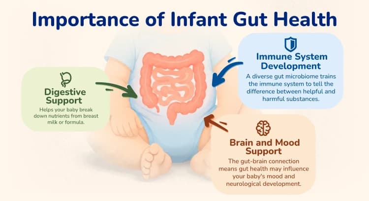 Importance of Infant Gut Health Infographic. Content can be found under heading "Why Is Gut Health Important for Infants?".