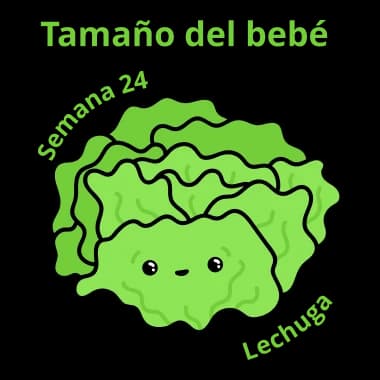 Tamaño del bebé a las 24 semanas: una lechuga